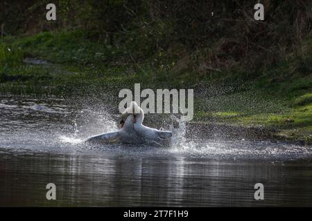 Aggressione Mute Swan maschile. Due cigni maschi (cygnus olor) combattono sul territorio. Foto Stock