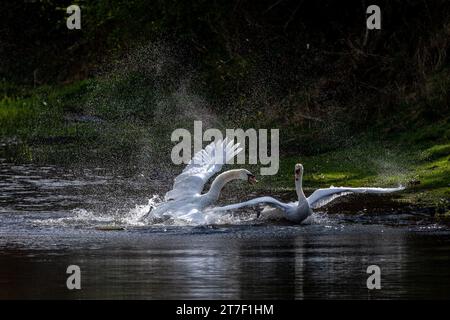 Aggressione Mute Swan maschile. Due cigni maschi (cygnus olor) combattono sul territorio. Foto Stock