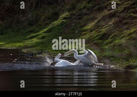 Aggressione Mute Swan maschile. Due cigni maschi (cygnus olor) combattono sul territorio. Foto Stock