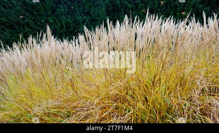 Miscanthus Sinensis Rotsilber autunnale - John Gollop Foto Stock