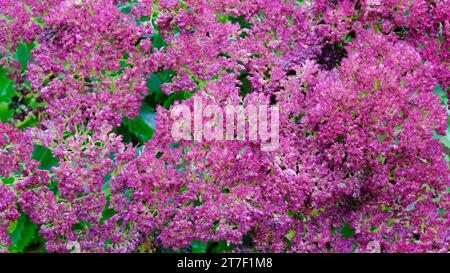 Primo piano di un Hylotelephium fiorito autunnale noto anche come Sedum - John Gollop Foto Stock