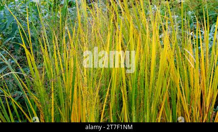 Autunnale Panicum Virgatum 'vento del Nord' - John Gollop Foto Stock