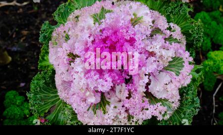 Primo piano dell'ornamentale curley Kale 'Pink Kamone' - John Gollop Foto Stock