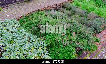 Erbe autunnali che crescono in un confine con il giardino, tra cui salvia, marjoram e timo - John Gollop Foto Stock