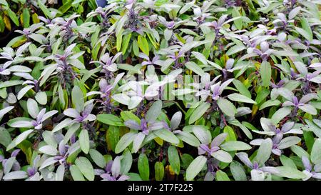 Salvia Officinalis "Icterina" o salvia comune in autunno - John Gollop Foto Stock