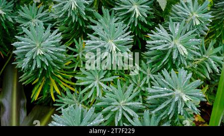 Fogliame invernale della sottospecie Euphorbia Characias Wulfenii - John Gollop Foto Stock