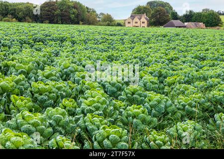 Cavoletti di Bruxelles che crescono in un campo vicino al villaggio Cotswold di Bourton sulla Hill Gloucestershire, Inghilterra Regno Unito Foto Stock