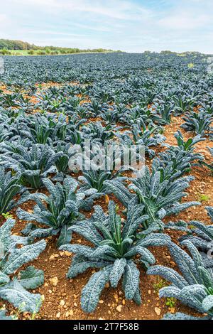 Qualche tipo di brassica (cavolo?) Cresce in un campo vicino al villaggio Cotswold di Bourton sulla Hill Gloucestershire, Inghilterra Regno Unito Foto Stock