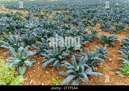 Qualche tipo di brassica (cavolo?) Cresce in un campo vicino al villaggio Cotswold di Bourton sulla Hill Gloucestershire, Inghilterra Regno Unito Foto Stock