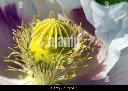 Particolare di papavero di oppio fiore, in latino papaver somniferum, bianco colorato papavero fiorito è coltivato in Repubblica ceca per l'industria alimentare Foto Stock