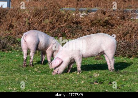 I maiali domestici vagano nella New Forest durante l'autunno nella stagione dei compannaggi per mangiare ghiande e noci (le ghiande sono velenose per i pony), novembre, Inghilterra, Regno Unito Foto Stock