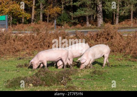 I maiali domestici vagano nella New Forest durante l'autunno nella stagione dei compannaggi per mangiare ghiande e noci (le ghiande sono velenose per i pony), novembre, Inghilterra, Regno Unito Foto Stock