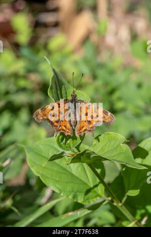 Una bellissima farfalla di Polygonia c-album su una foglia verde Foto Stock