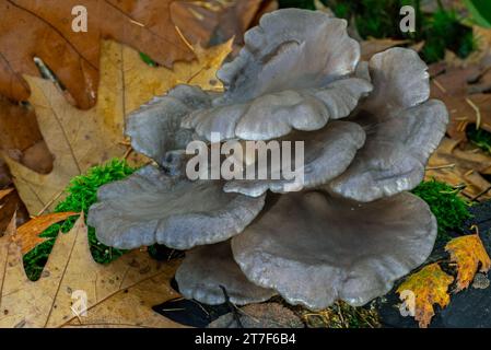 Fungo di ostrica / fungo di ostrica, hiratake / fungo di ostrica perlata (Pleurotus ostreatus) fungo commestibile su ceppo di alberi in foresta in autunno / autunno Foto Stock