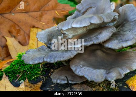 Fungo di ostrica / fungo di ostrica, hiratake / fungo di ostrica perlata (Pleurotus ostreatus) fungo commestibile su ceppo di alberi in foresta in autunno / autunno Foto Stock
