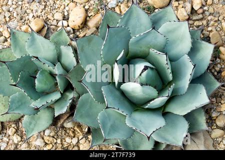 Maguey, Parrys Agave, Agave parryi, nativo nordamericano, succulento, impianto Foto Stock