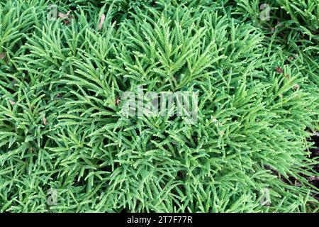 Cryptomeria, Foliage, cedro giapponese, nano, pianta, Cryptomeria japonica "Vilmoriniana" Foto Stock