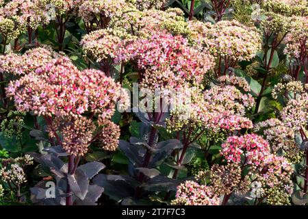 Stonecrop sedum, Hylotelephium telephium 'Joyce Henderson', fioritura, stabilimento Foto Stock