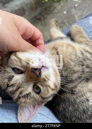 Una giovane donna culla tra le braccia un felino domestico mentre il gatto giace sulla schiena in una posa rilassata e appagata Foto Stock