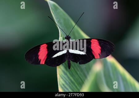 Postino farfalla (Heliconius melpomene) riposa su foglie; sull'isola di Aruba. Le ali si spalancano, le piante sullo sfondo. Foto Stock