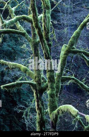 Moss-drappeggiato bigleaf maple su Eagle Creek Trail, Mt Hood National Forest, Columbia River Gorge National Scenic Area, Oregon Foto Stock