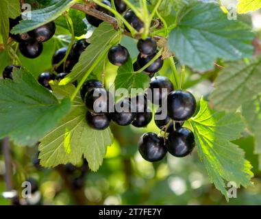 Primo piano del ramo di ribes. Un cespuglio di ribes nero maturo al sole in giardino. Foto Stock