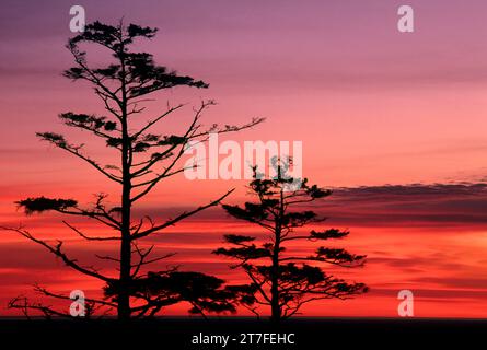 Sitka Abete (Picea sitchensis) tramonto, Ecola State Park, Lewis & Clark National Historic Park, Oregon Foto Stock