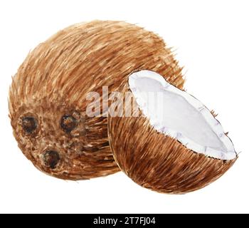 Illustrazione botanica di cocco isolata su sfondo bianco. Acquerello disegno tropicale a mano. Per stampe, cartoline, tessuti. Pittura per il menu Foto Stock