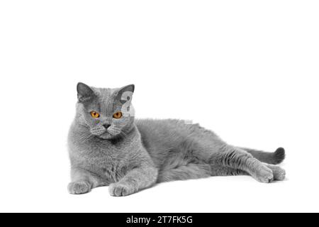 Il gatto blu shorthair britannico giace splendidamente sull'isolamento bianco e guarda la fotocamera con grandi occhi arancioni. Gatto grigio di razza su sfondo bianco Foto Stock
