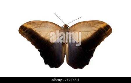 Caligo eurilochus, il gufo gigante della foresta, è una farfalla di gufo (tribù Brassolini della sottofamiglia ninfalide Morphinae). Foto Stock