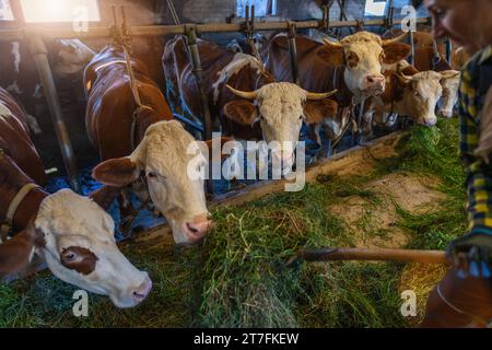 Mucche in un fienile che mangiano erba fresca da un contadino con un forcone Foto Stock