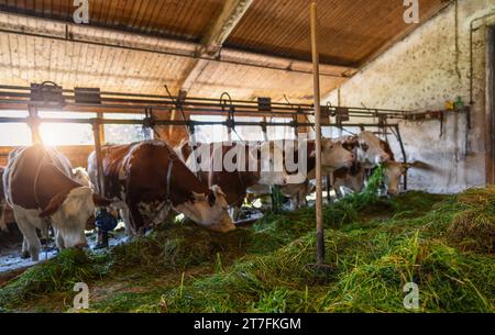 Allevamento intensivo di mucche in fila sfruttate per la produzione di latte confinato in un fienile di un'azienda agricola, molte mucche legate a catene. Allevamento intensivo di animali Foto Stock