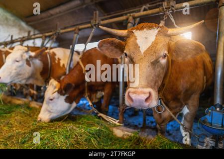 Allevamento intensivo di mucche in fila sfruttate per la produzione di latte confinato in un fienile di un'azienda agricola, molte mucche legate a catene. Allevamento intensivo di animali Foto Stock