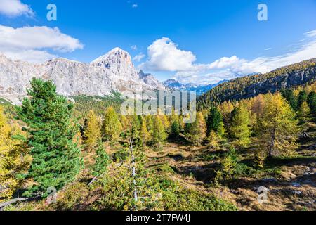 Bosco di larici di colore giallo-oro nelle Dolomiti d'Ampezzo in Italia Foto Stock