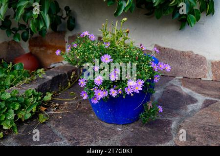Fiori viola in un vaso di fiori blu in una serata di settembre a Schwangau, Baviera Foto Stock