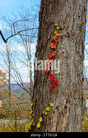 Vite Virginia superriduttore in brillante colore autunnale tronco d'albero Foto Stock
