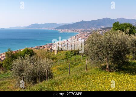 Vista elevata della Riviera delle Palme da un oliveto con le città costiere di pietra Ligure, Loano e l'Isola della Gallinara, Savona, Liguria Foto Stock