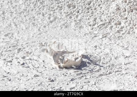 Bolle di fango nei paintpot degli artisti nel parco nazionale di Yellowstone Foto Stock