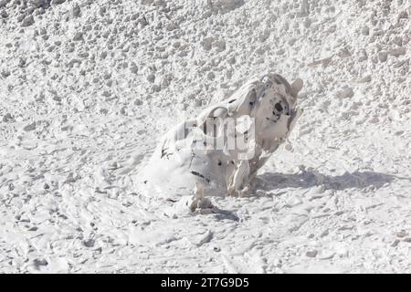 Bolle di fango nei paintpot degli artisti nel parco nazionale di Yellowstone Foto Stock