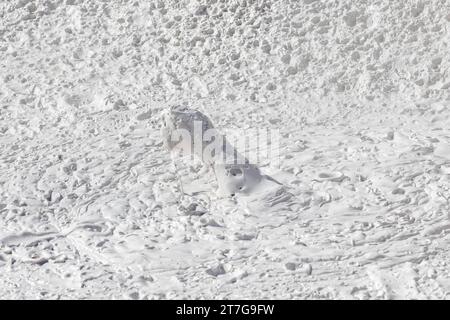 Bolle di fango nei paintpot degli artisti nel parco nazionale di Yellowstone Foto Stock