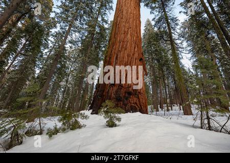 Il folto tronco di gigantesche sequoie si erge su un terreno innevato in mezzo a una foresta di sequoie in inverno Foto Stock