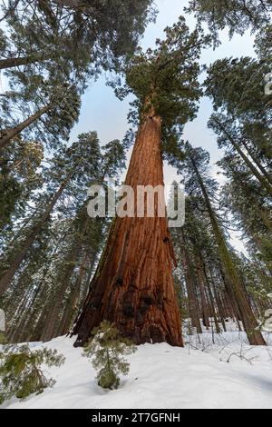 Gigantesche sequoie torreggiano sopra il terreno innevato in mezzo a una foresta di sequoie in inverno Foto Stock