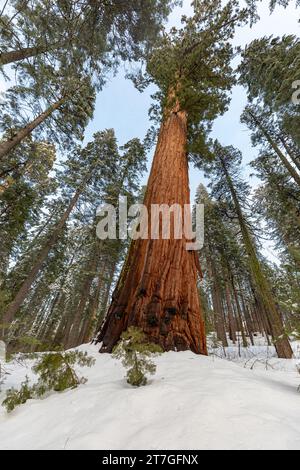 Il folto tronco di gigantesche sequoie si erge su un terreno innevato in mezzo a una foresta di sequoie in inverno Foto Stock