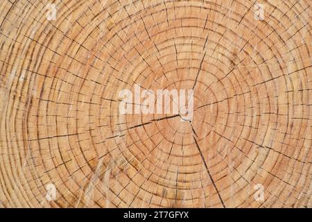 Sezione trasversale di anelli di alberi di un cipresso calvo (Taxodium distichum). Primo piano immagine di sfondo astratta dettagliata. Foto Stock