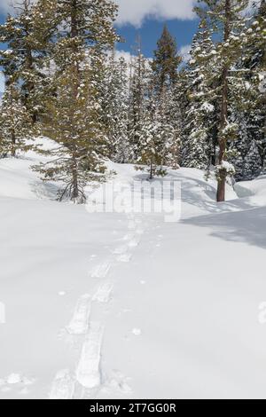 Piste per racchette da neve nella foresta di sequoie innevate Foto Stock