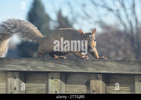 Uno scoiattolo di albero grigio scammina lungo una ringhiera sul ponte e sul tetto di una casa, mentre si prepara per il cibo e per l'inverno. Foto Stock