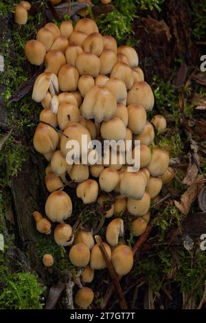 Tintola di mica (Coprinellus micaceus), parco naturale della foresta svevo-franconia, Schwaebisch Hall, Hohenlohe, Heilbronn-Franconia Foto Stock