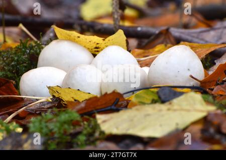 Un gruppo di palla di palla (Lycoperdon pyriforme) su un ceppo di conifere nel Parco Nazionale di Hunsrueck-Hochwald, Hunsrueck, Renania-Palatinato Foto Stock