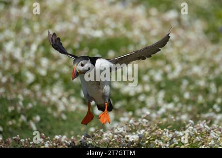 Pulcinella atlantica (Fratercula arctica) uccello adulto in volo sopra i fiori di campion marini, isola di Skomer, Galles, Regno Unito Foto Stock