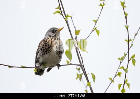 Mughetto di mischia (Turdus viscivorus), seduto su un ramo di betulla, Assia, Germania Foto Stock